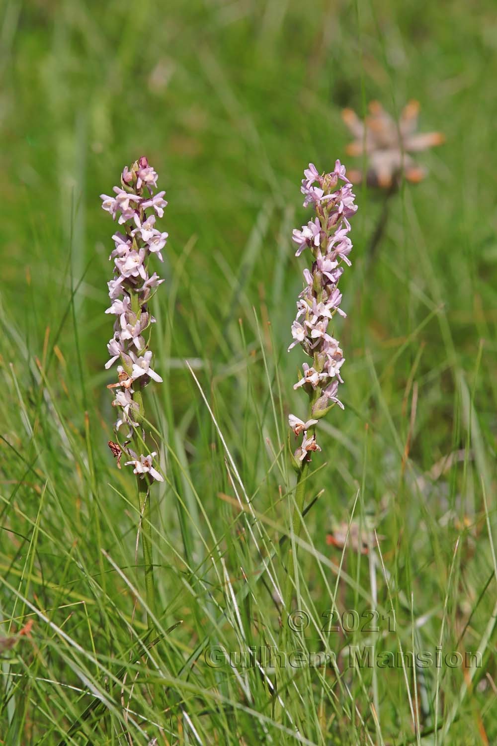 Gymnadenia odoratissima