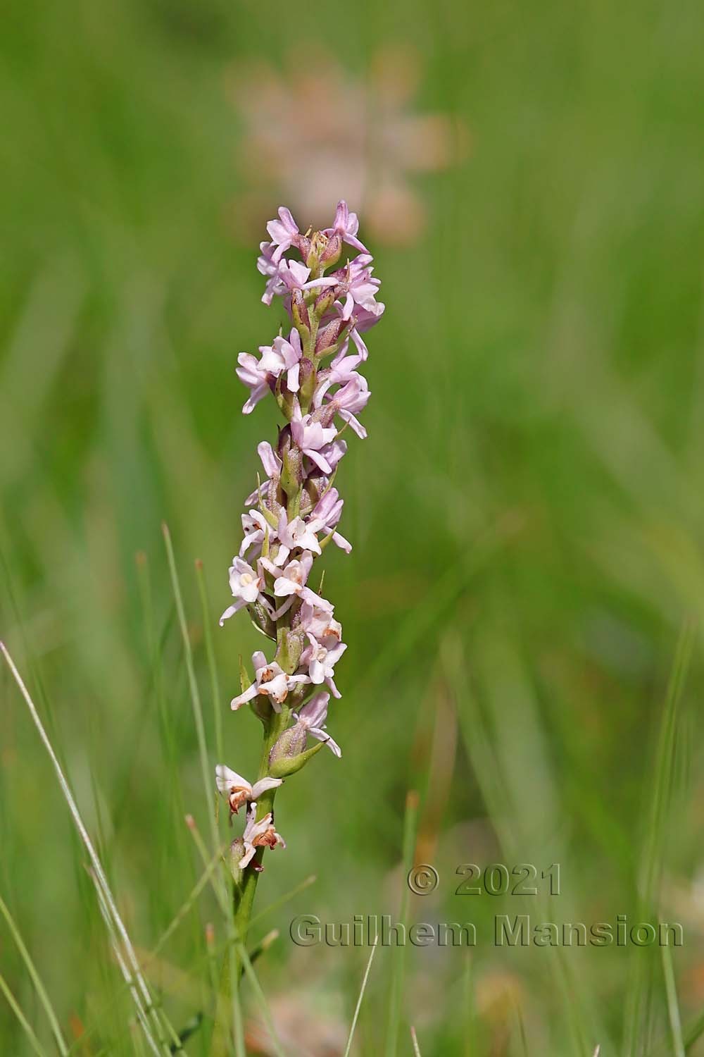 Gymnadenia odoratissima