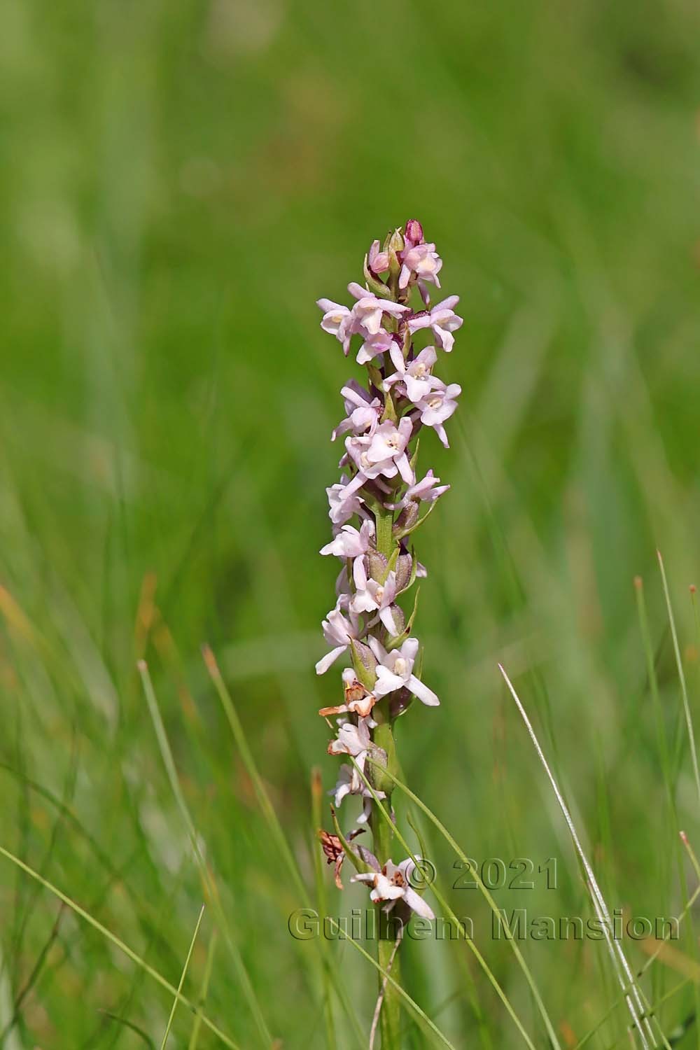 Gymnadenia odoratissima