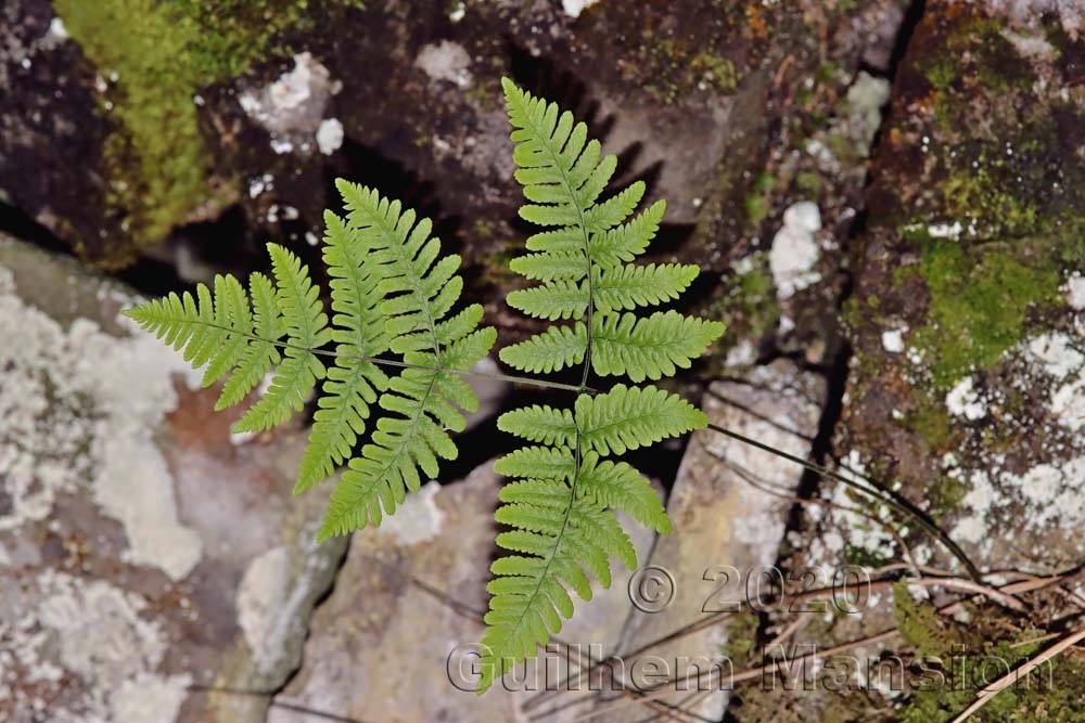 Gymnocarpium robertianum