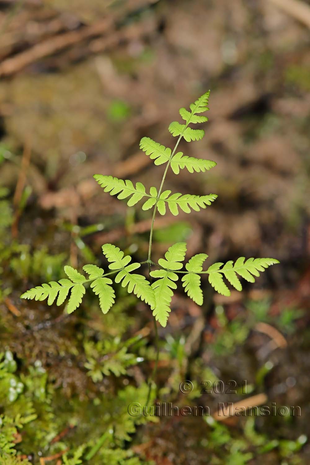 Gymnocarpium robertianum