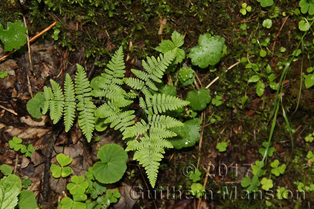 Gymnocarpium robertianum 