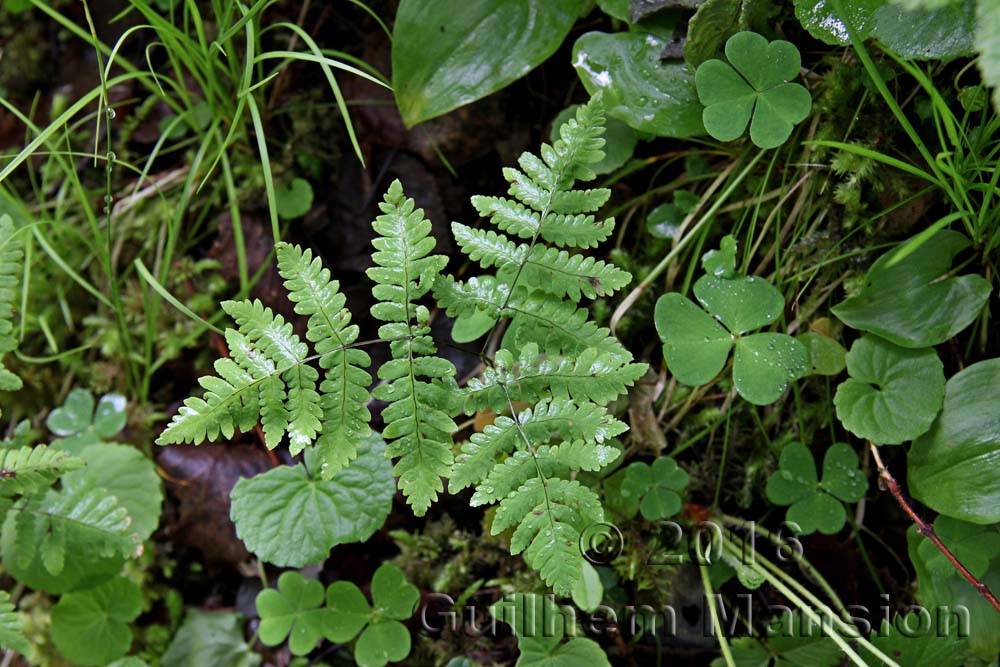 Gymnocarpium dryopteris