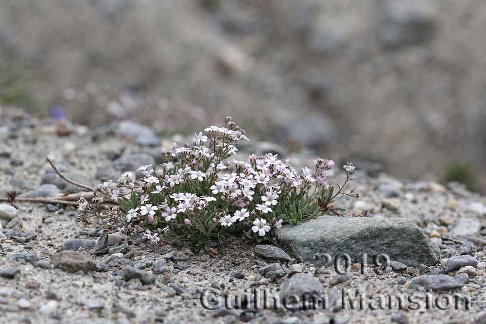 Gypsophila repens