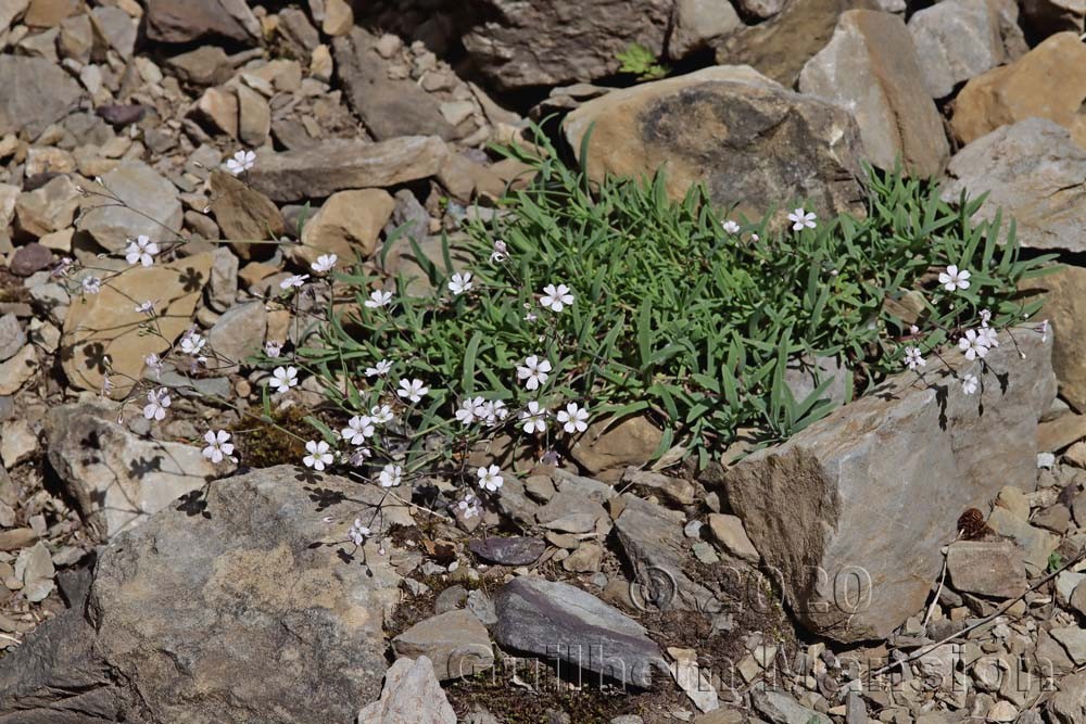 Gypsophila repens