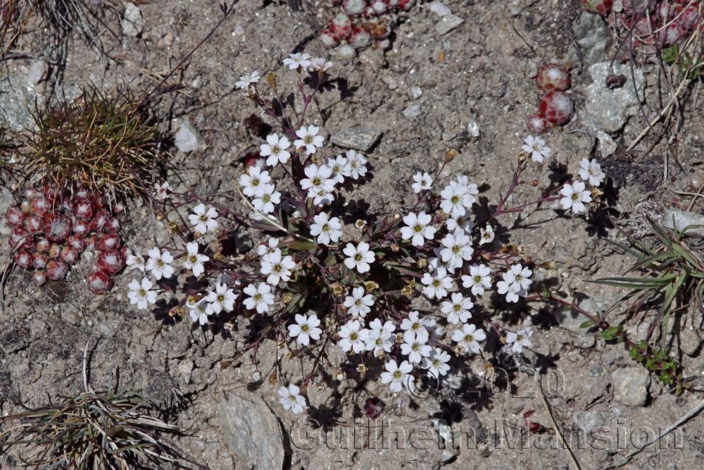 Gypsophila repens