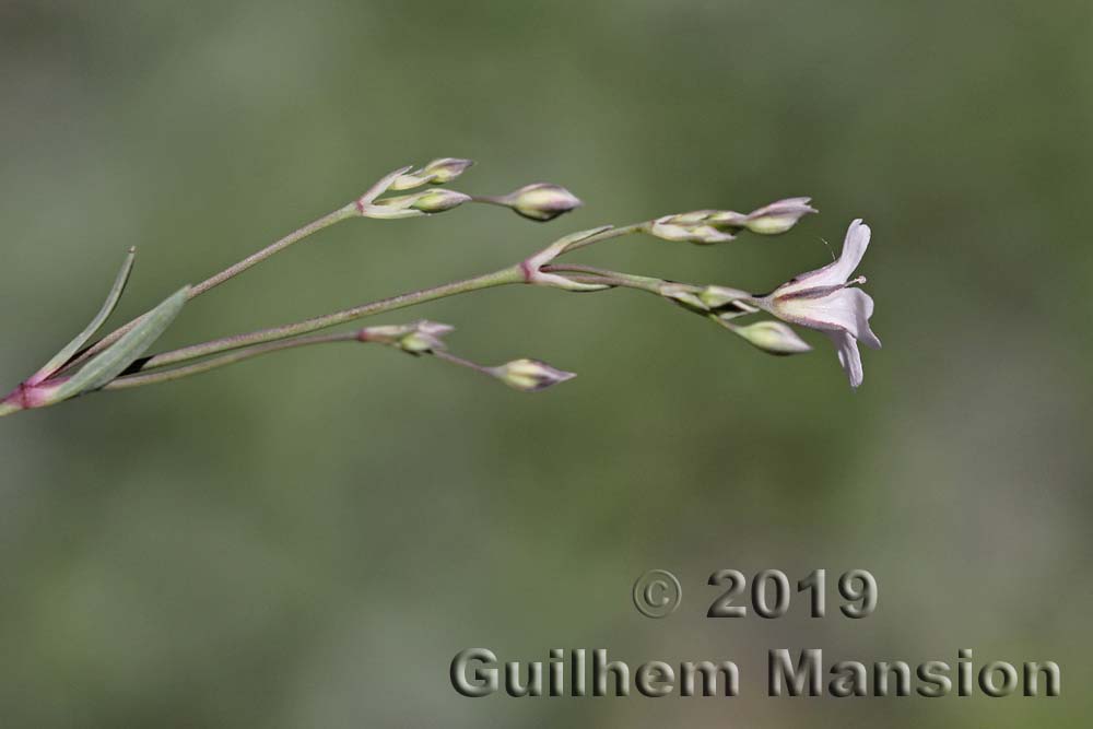 Gypsophila repens