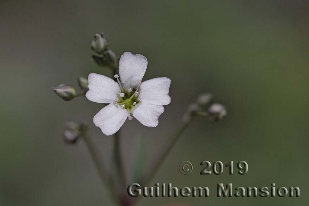 Gypsophila repens