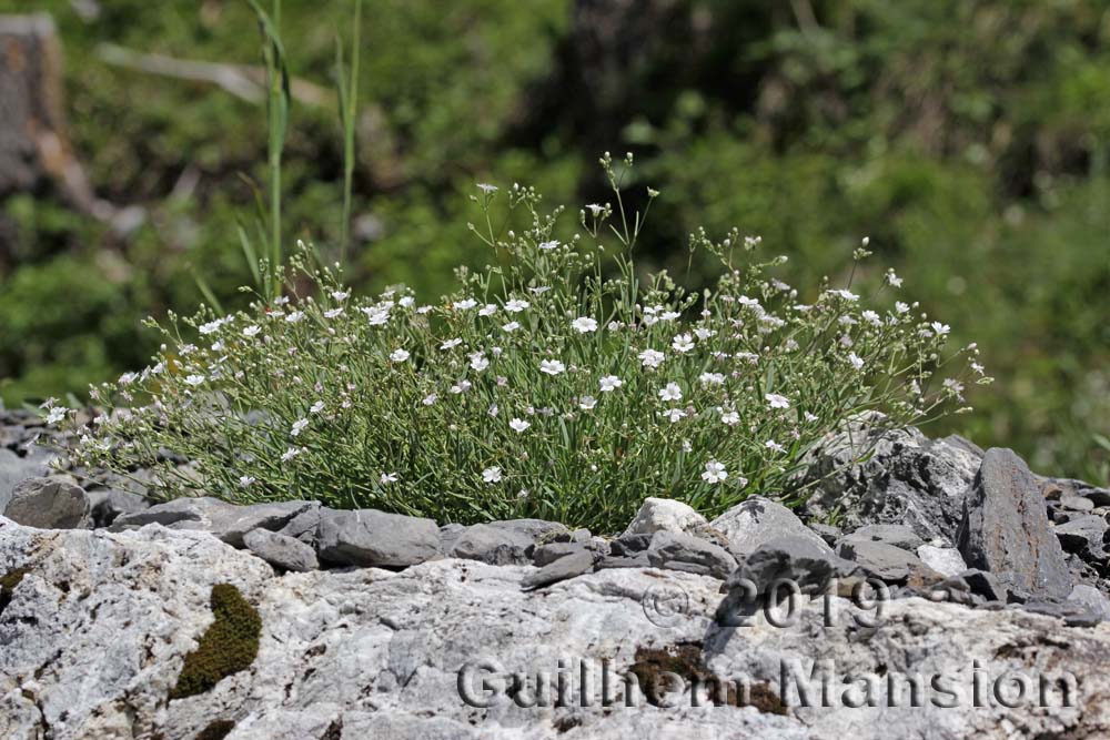 Gypsophila repens