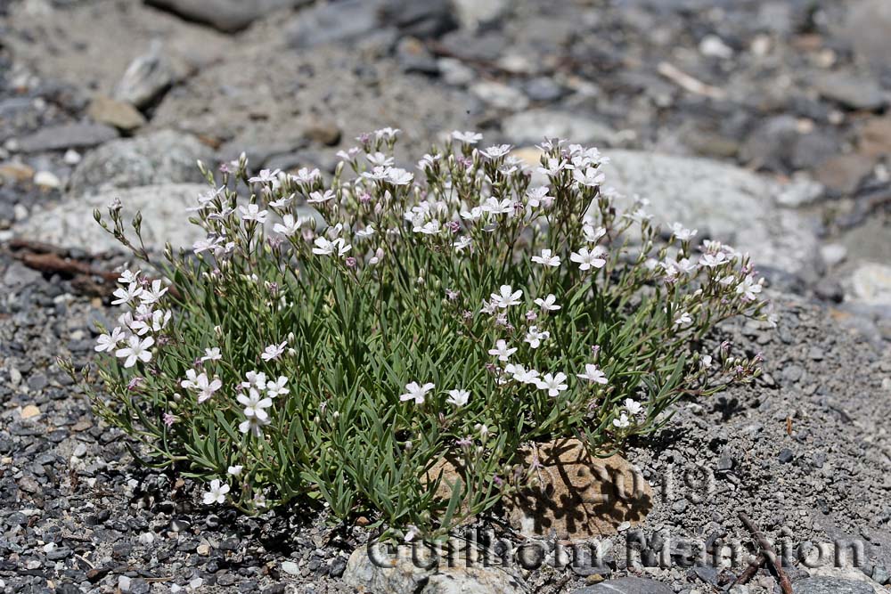 Gypsophila repens