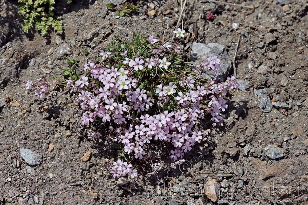 Gypsophila repens