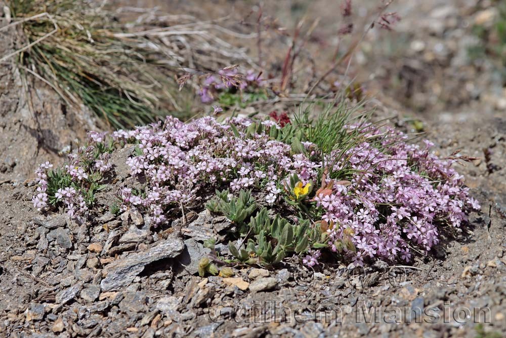 Gypsophila repens