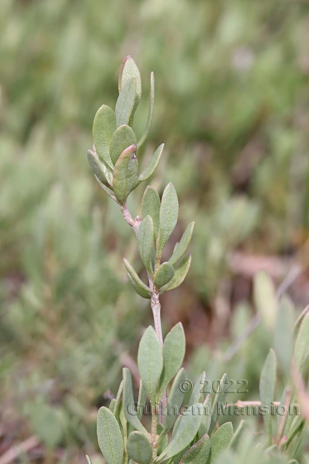 Halimione portulacoides