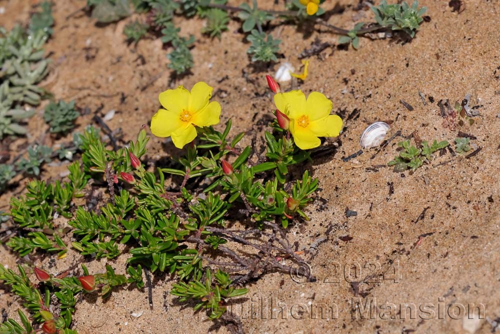 Halimium calycinum