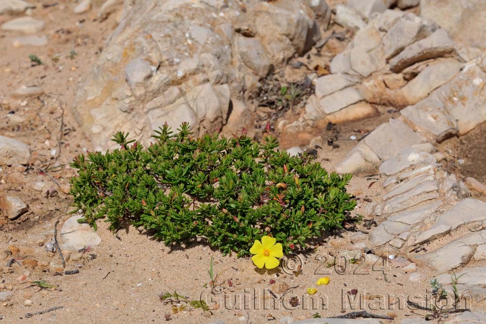 Halimium calycinum
