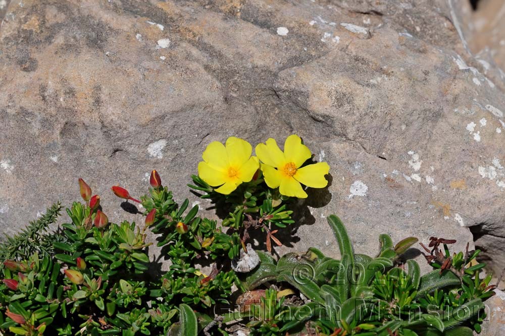 Halimium calycinum