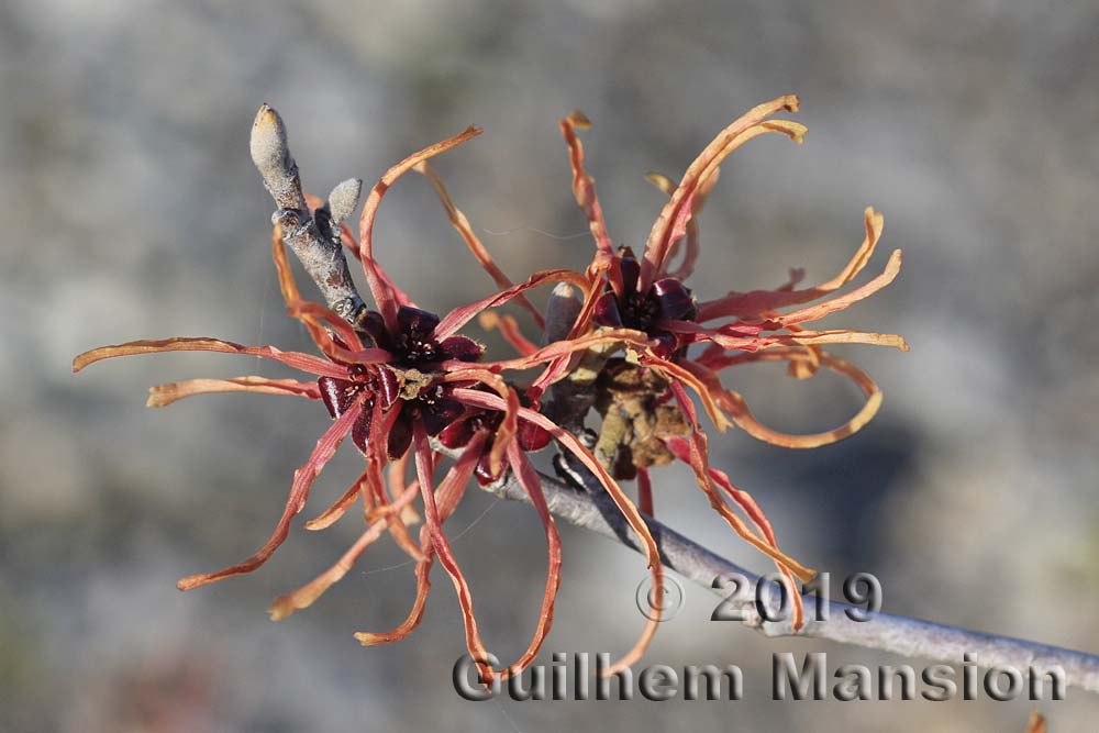 Hamamelis x intermedia