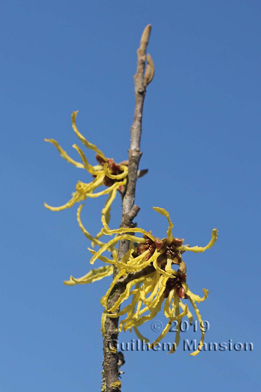 Hamamelis x intermedia