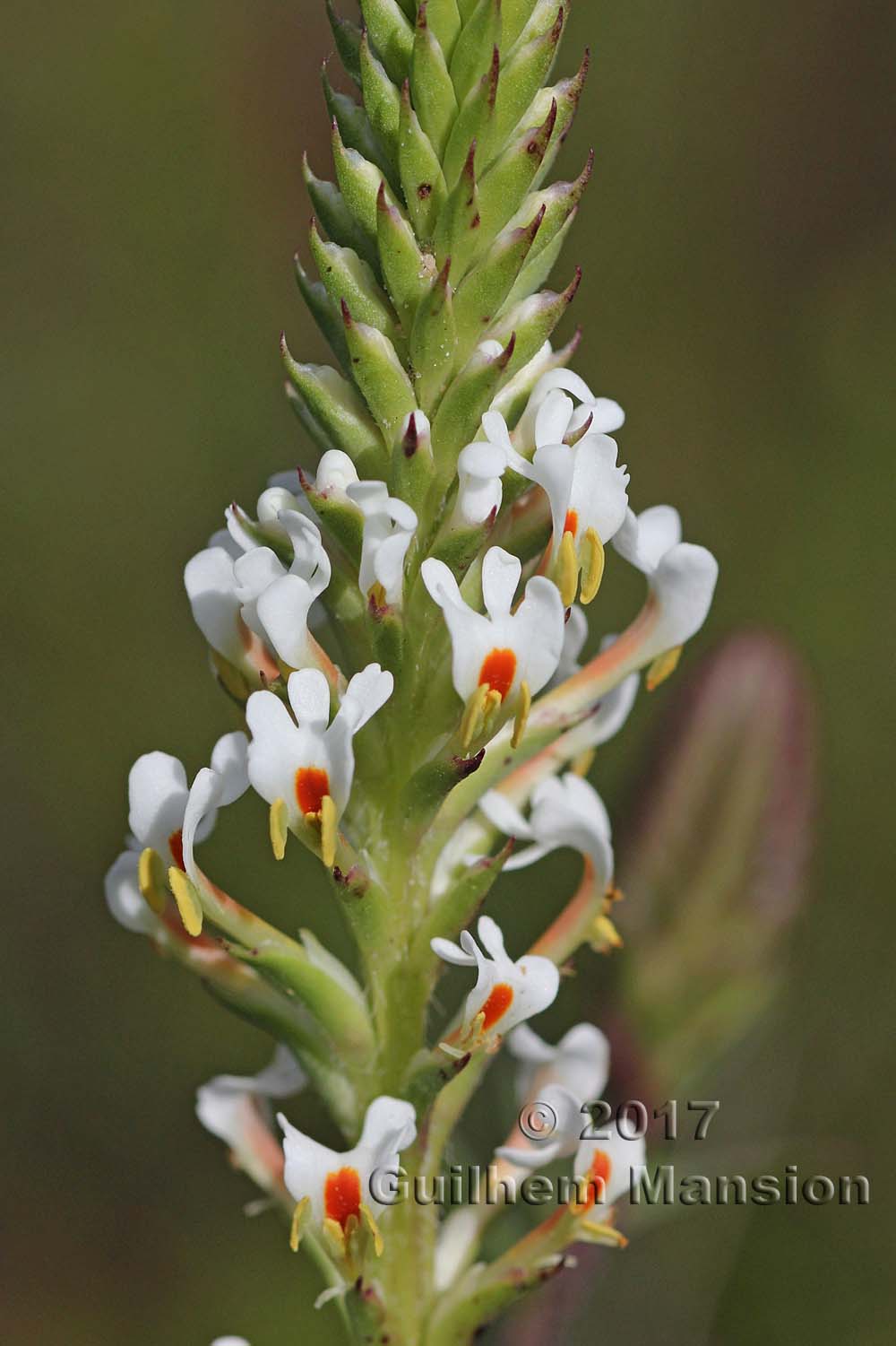 Hebenstretia dentata