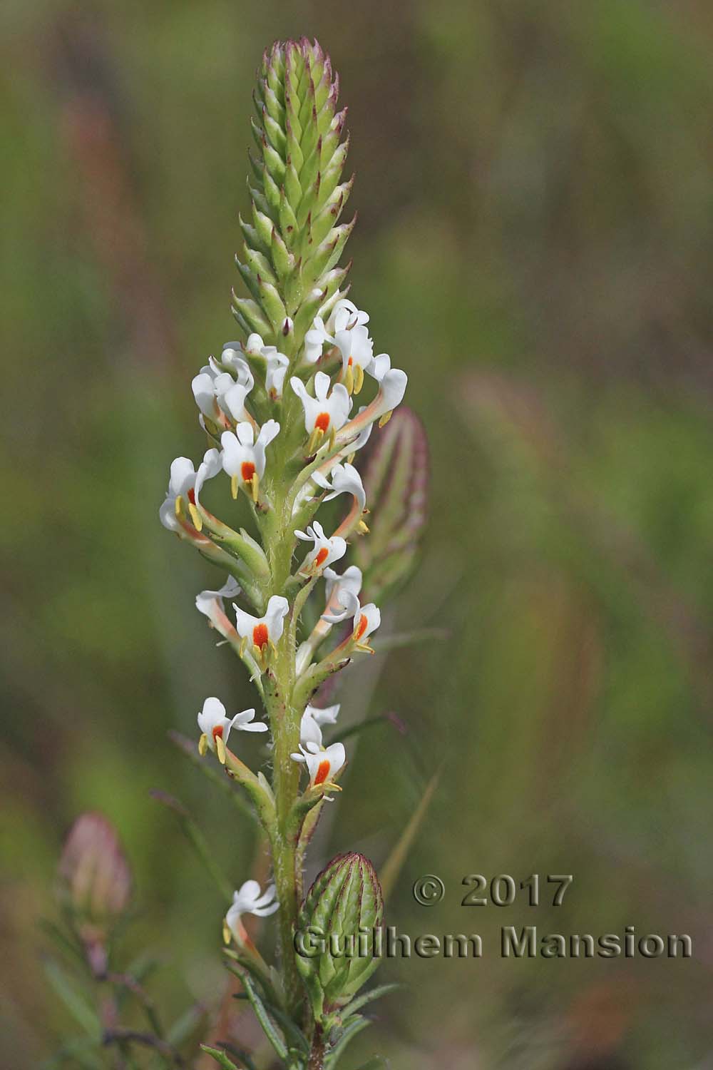 Hebenstretia dentata