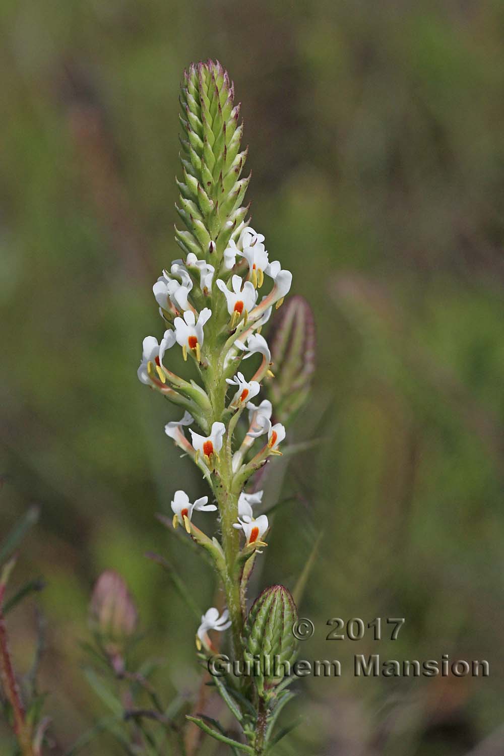 Hebenstretia dentata