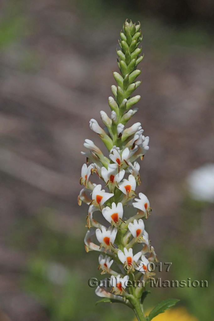 Hebenstretia dura