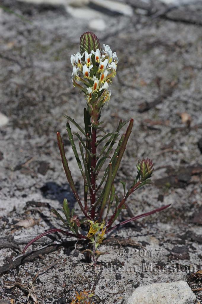 Hebenstretia dura