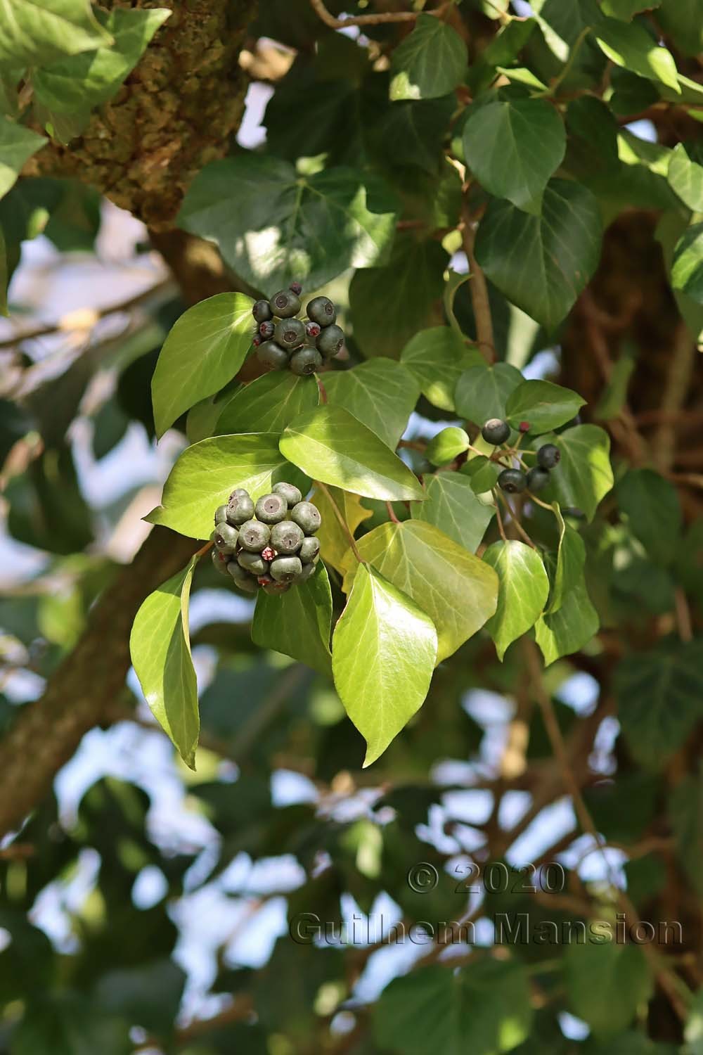 Hedera helix