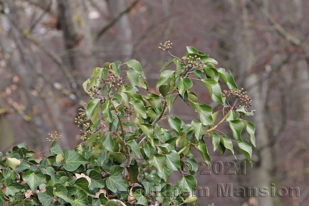 Hedera helix