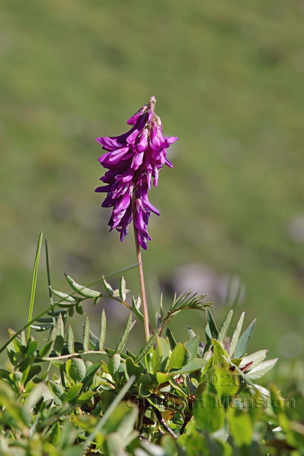 Hedysarum hedysaroides