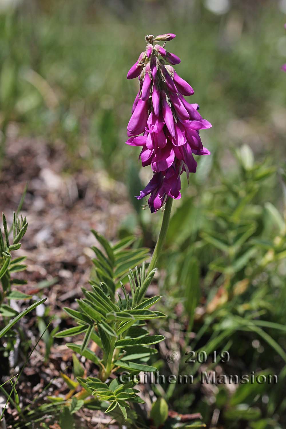 Hedysarum hedysaroides