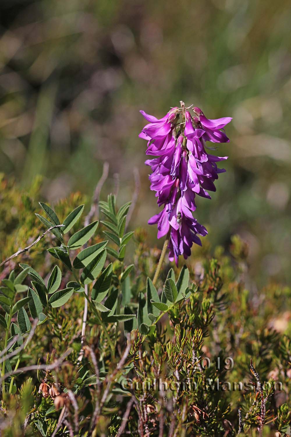 Hedysarum hedysaroides