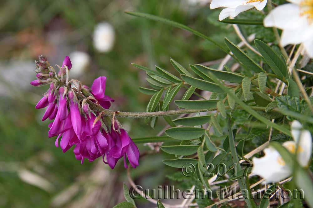 Hedysarum hedysaroides