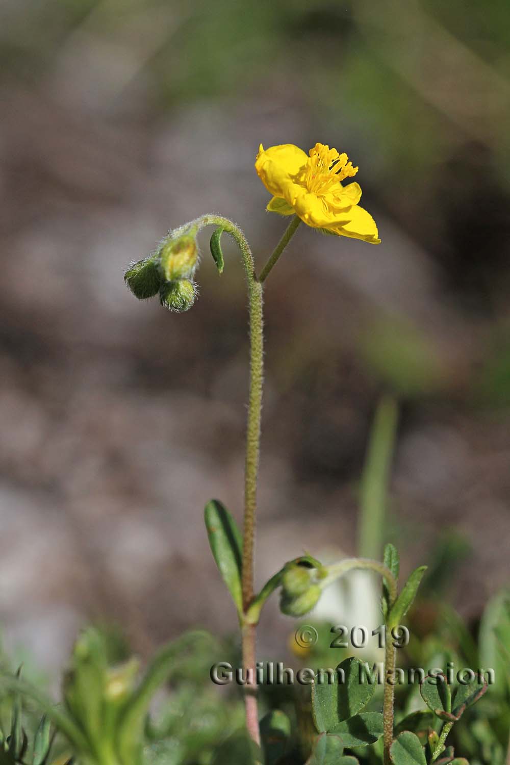 Helianthemum oelandicum subsp. italicum [H. alpestre]