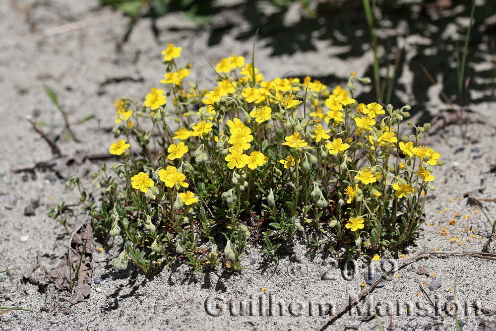 Helianthemum oelandicum subsp. italicum [H. alpestre]