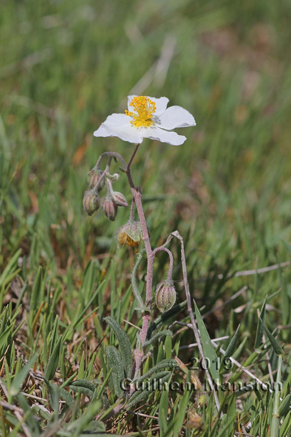 Helianthemum apenninum