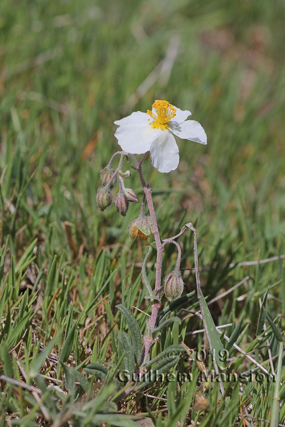 Helianthemum apenninum