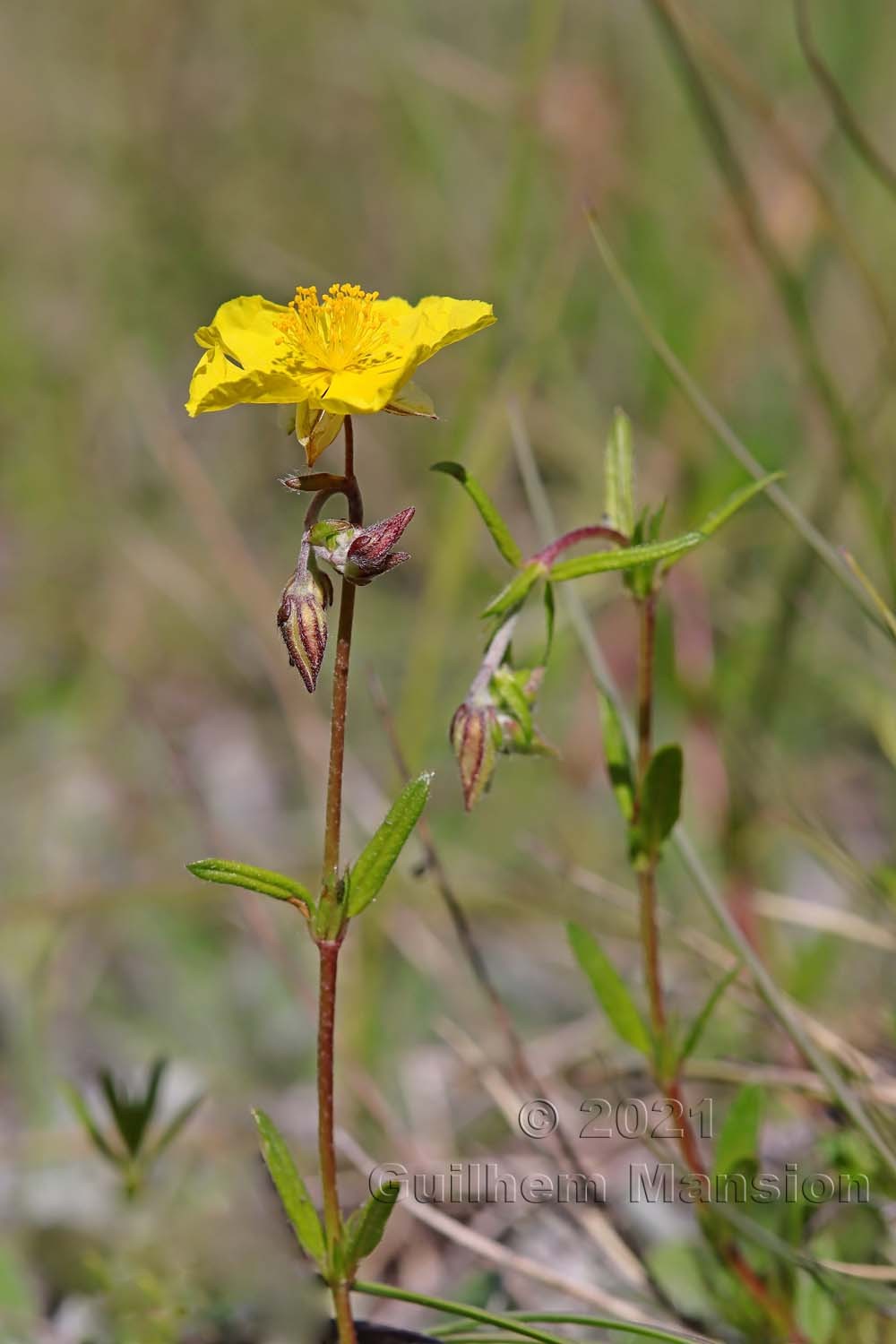 Helianthemum nummularium