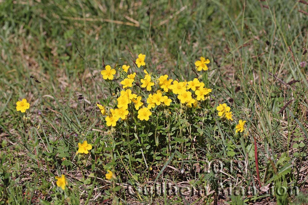 Helianthemum nummularium