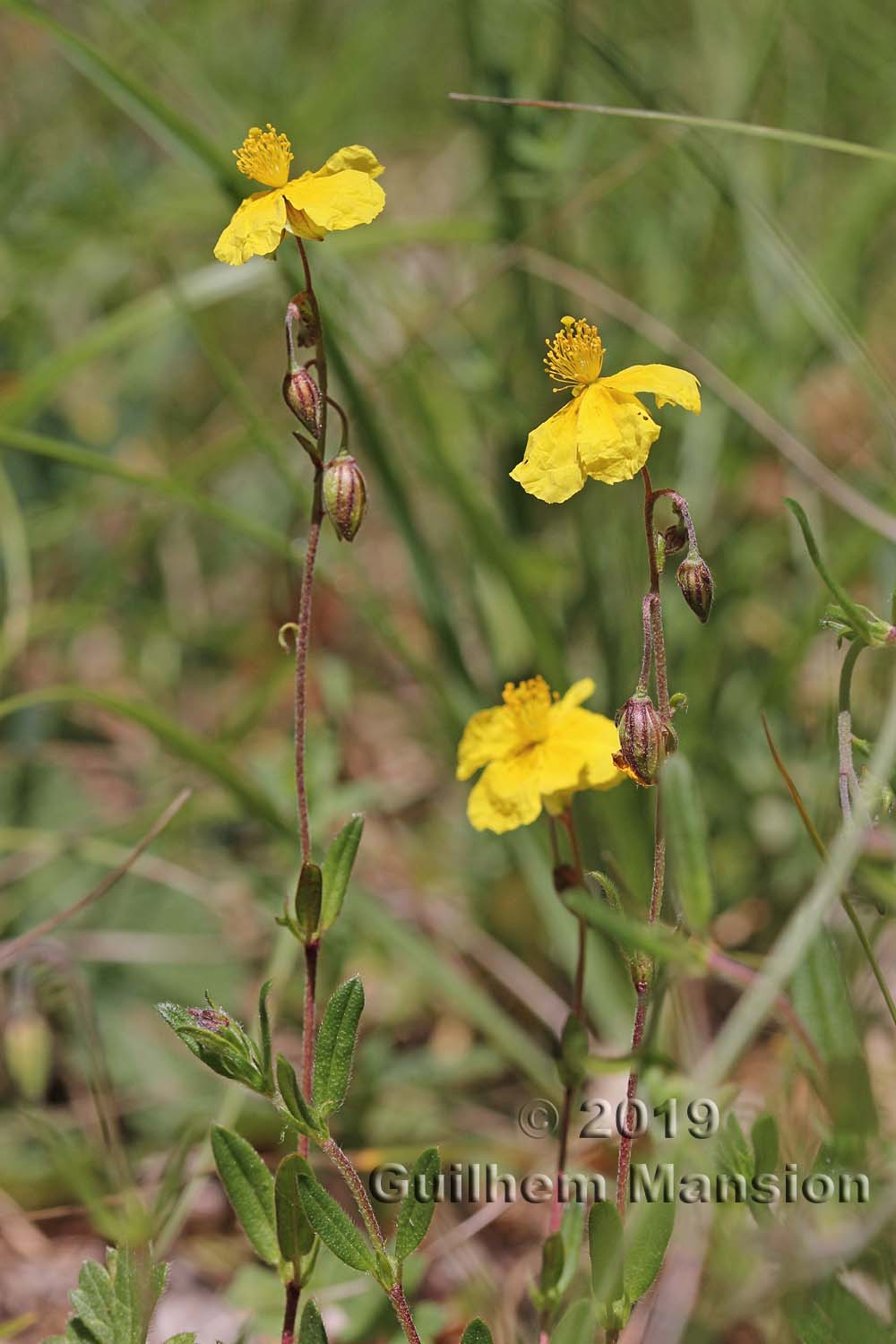 Helianthemum nummularium