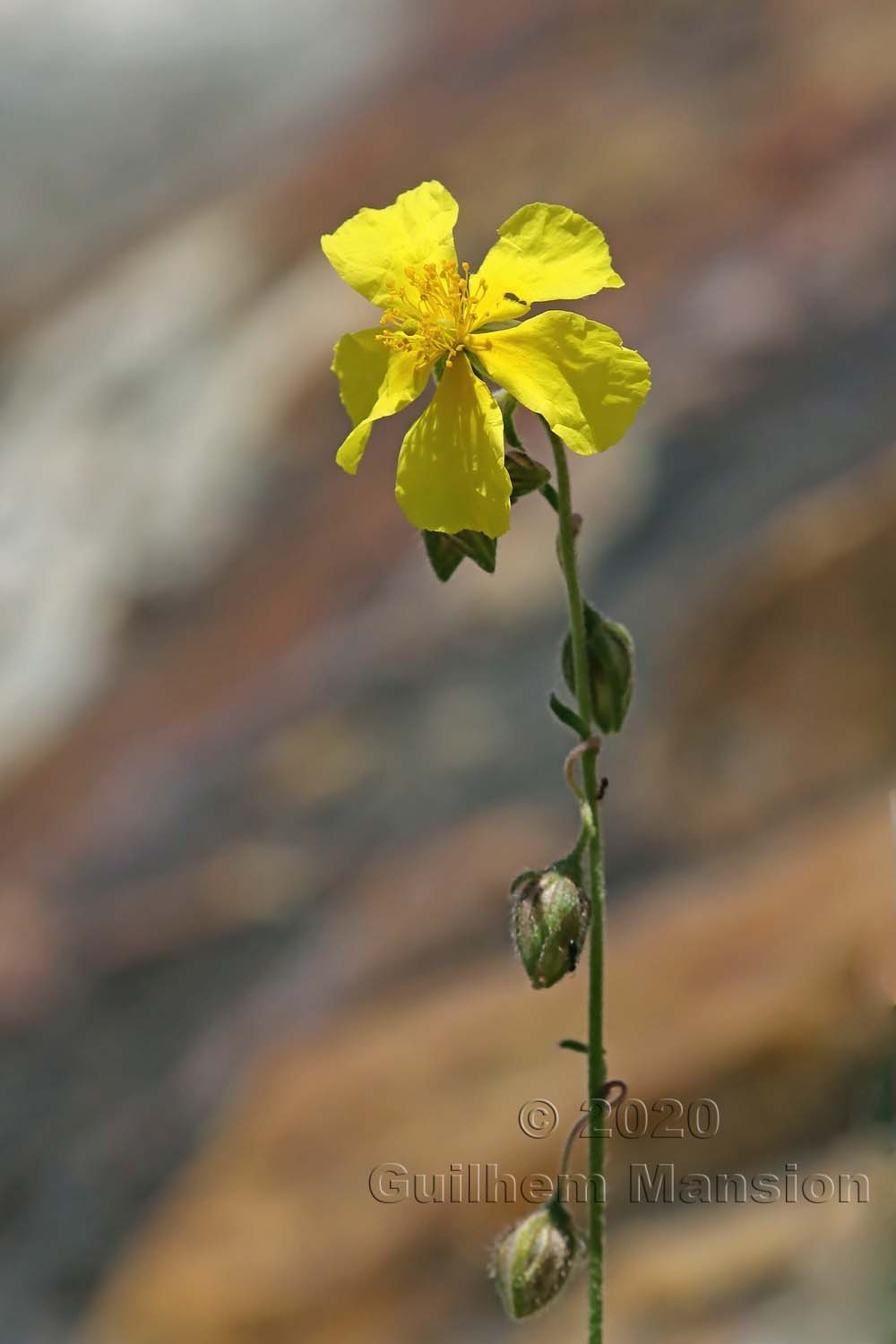 Helianthemum nummularium