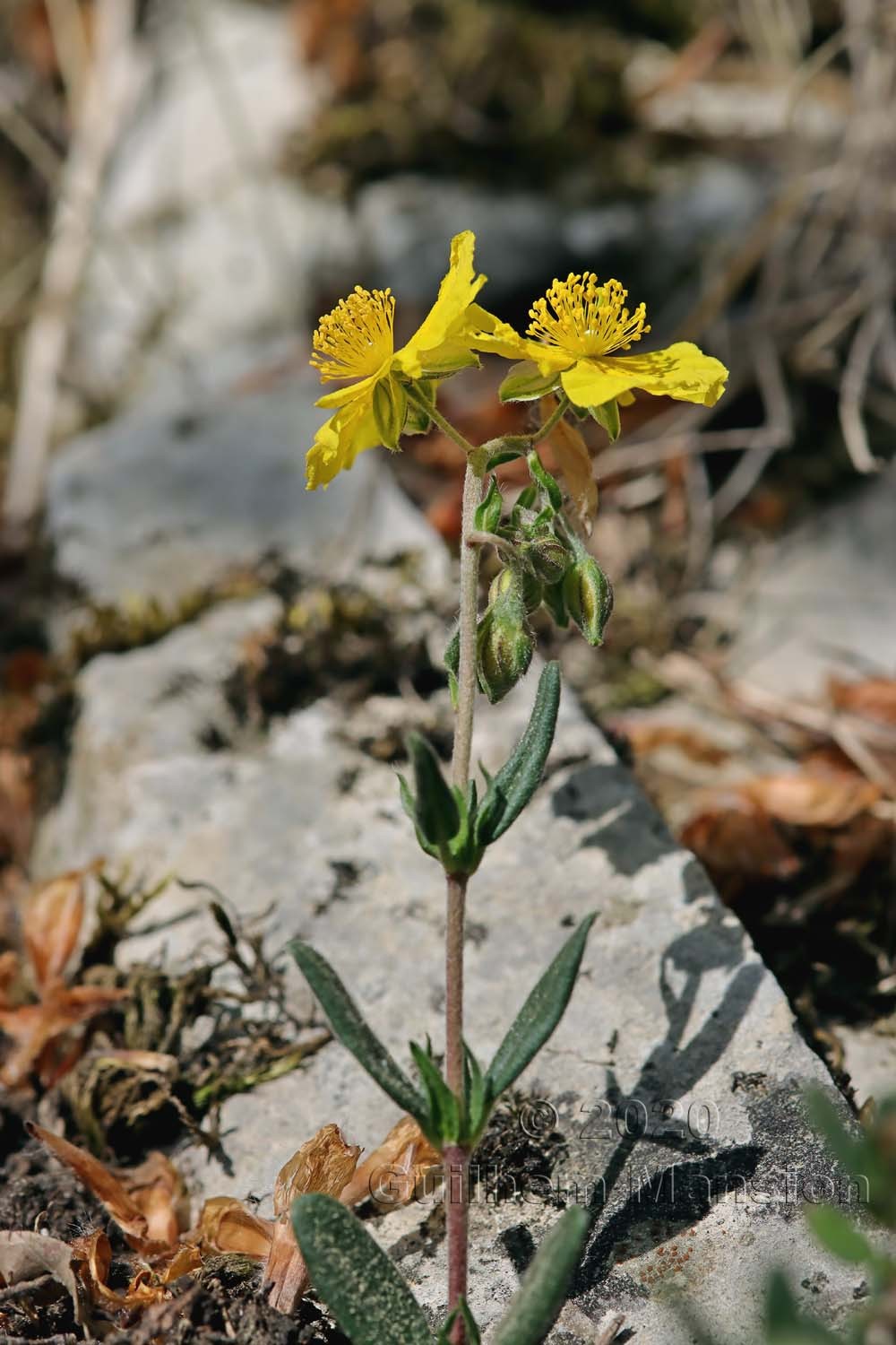 Helianthemum nummularium