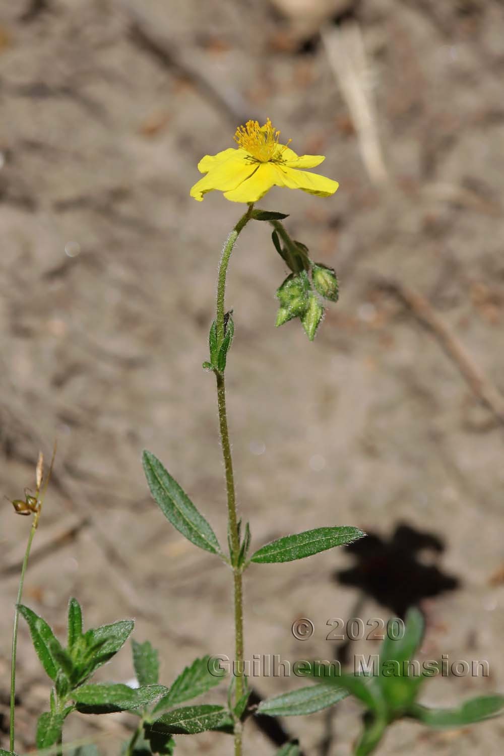 Helianthemum nummularium