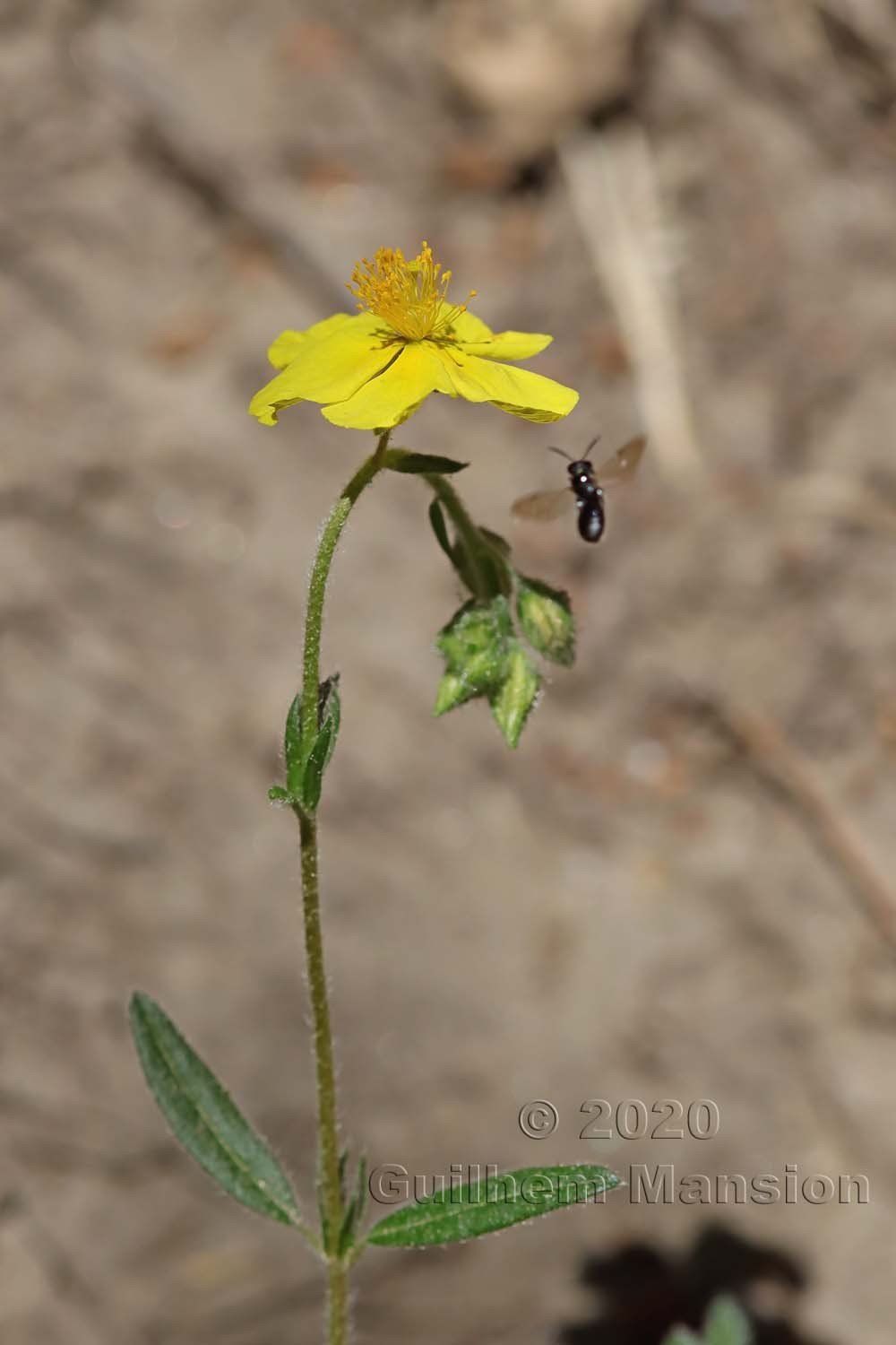 Helianthemum nummularium