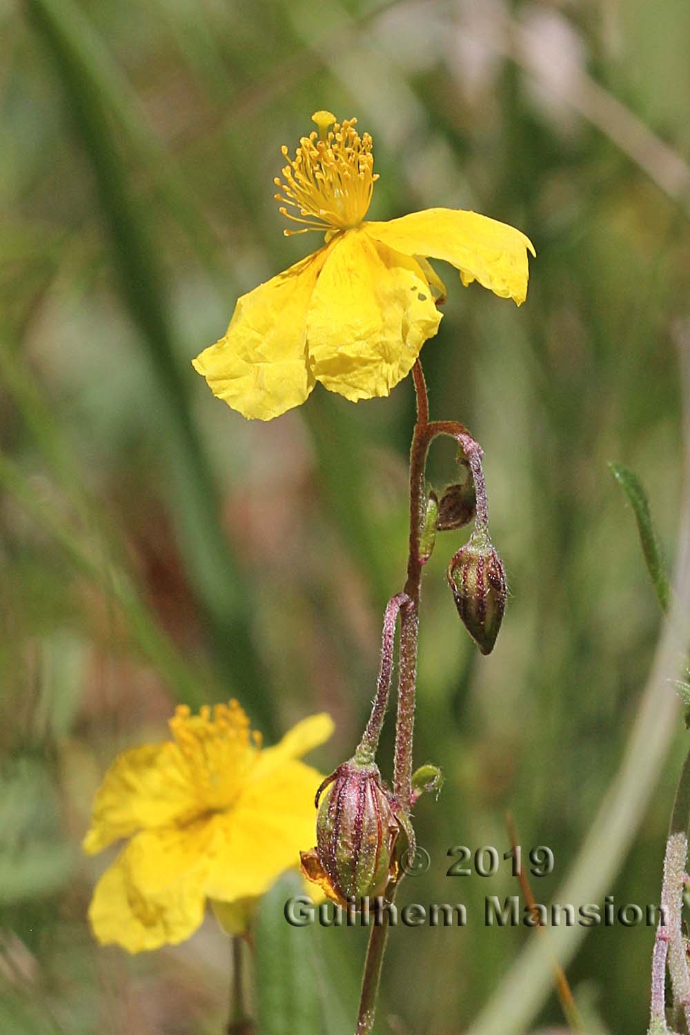 Helianthemum nummularium