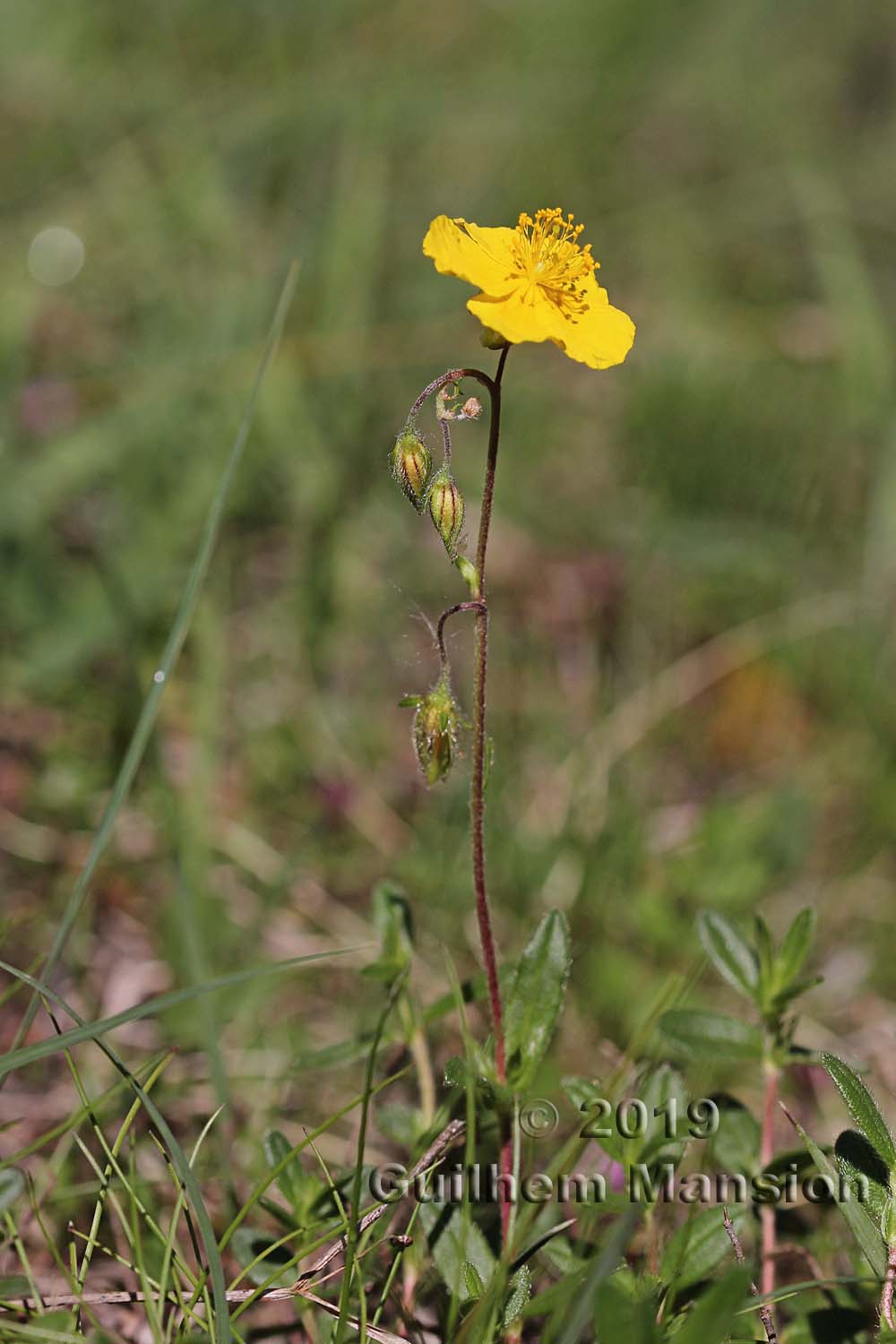 Helianthemum nummularium