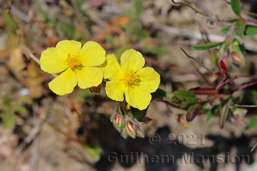 Helianthemum nummularium