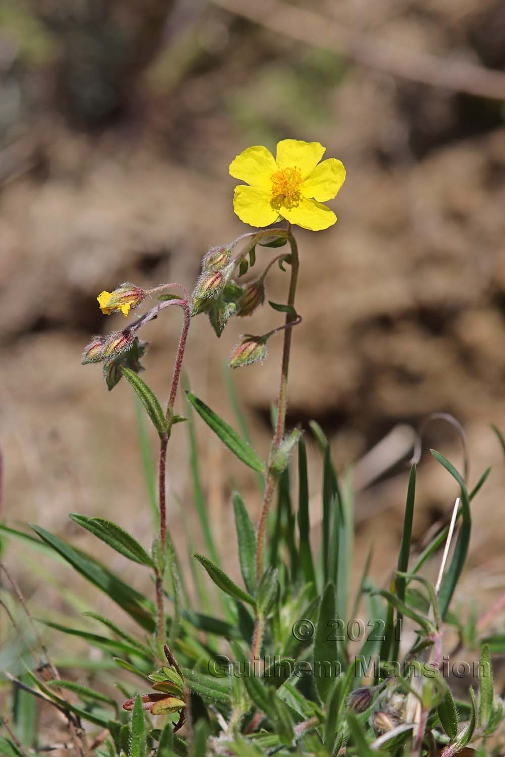 Helianthemum nummularium