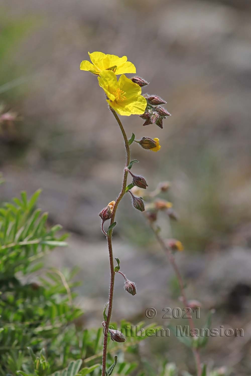 Helianthemum nummularium