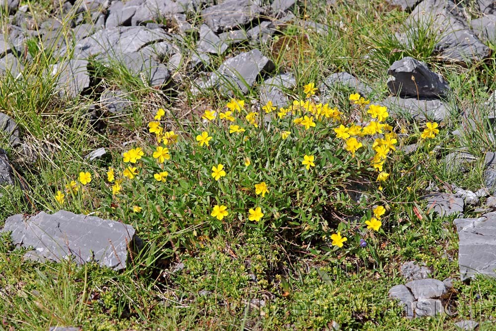 Helianthemum nummularium